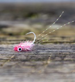 The Shrimp - Pink