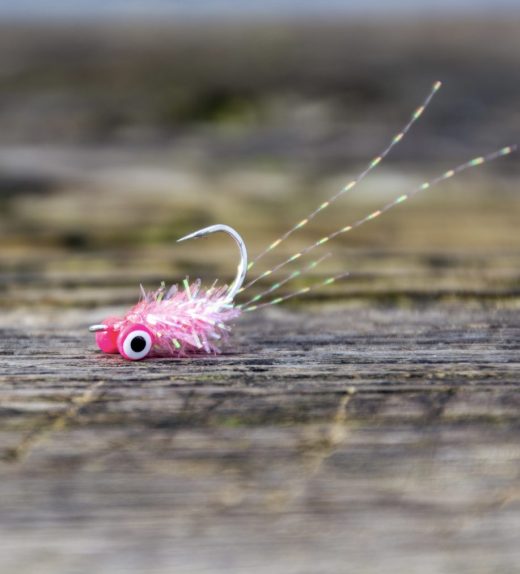Pink Shrimp 1